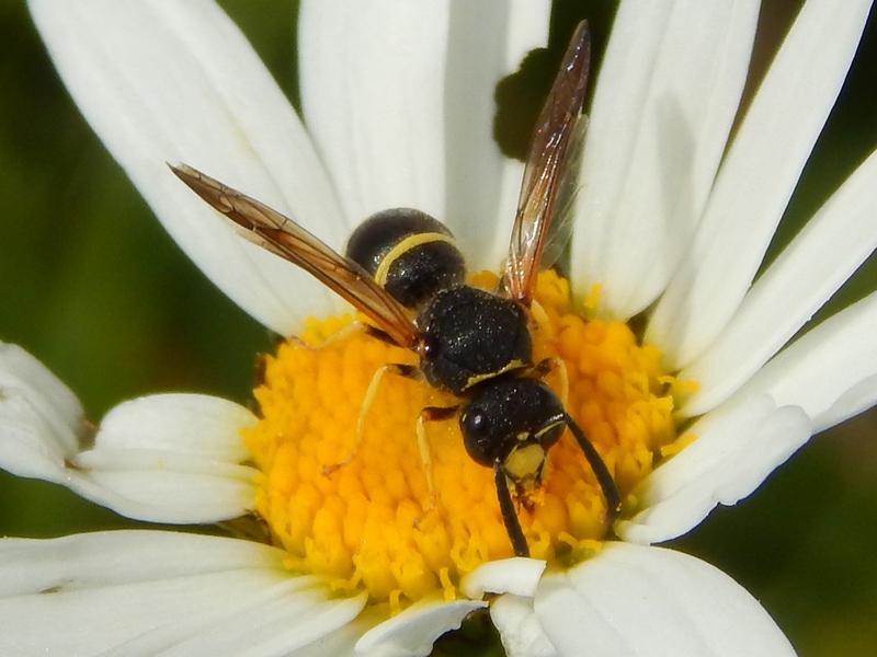 Vespidae Eumeninae: Ancistrocerus cfr. trifasciatus